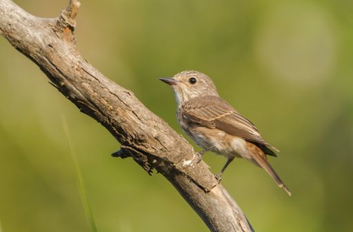 A closeup shot of a cute small Spotted flycatcher perched on a tree twig