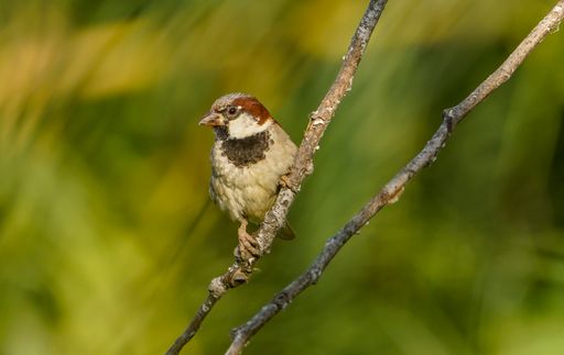 A closeup shot of a cute small House sparrow perched on a tree twig