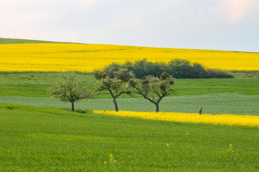 A beautiful view of spring landscape with yellow rape field
