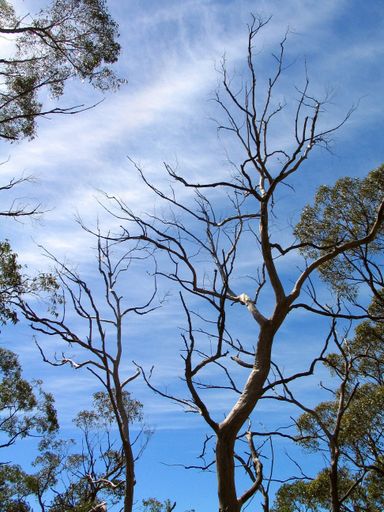 A vertical shot of a leafless tree under a blue sky in Australia