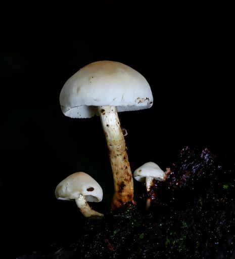Close-up of three mushrooms growing in a dark forest setting, highlighting their delicate structures and natural beauty.