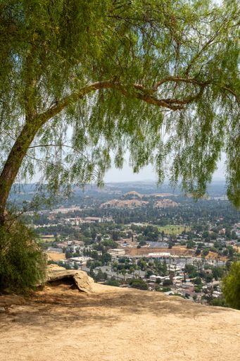A vertical aerial view of an adorable city with mountains and a big tree in a foreground