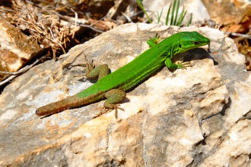 A close shot of a green lizard on a rock on a sunny day