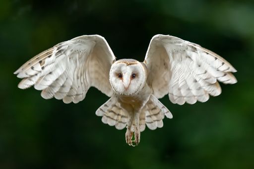 A majestic barn owl in flight with wings spread wide against a blurred green background.
