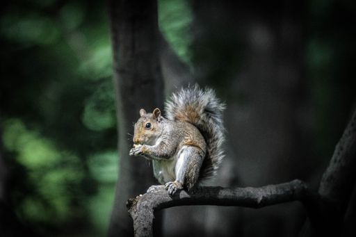 A closeup shot of a Squirrel standing on a tree branch eating with a blurred natural background