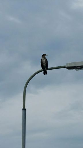 A bird perched on a street light against a clear sky