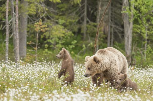 A scenic view of a Mother bear and her two cubs in the middle of cotton grass