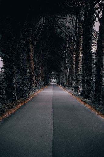 Moody road lined with tall trees creating a tunnel-like effect, leading into the distance.