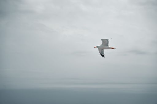 A lone seagull gracefully glides through a cloudy sky over the ocean.