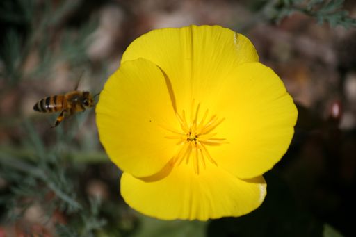 A top view of a honey bee flying around a yellow evening primrose flowering plant