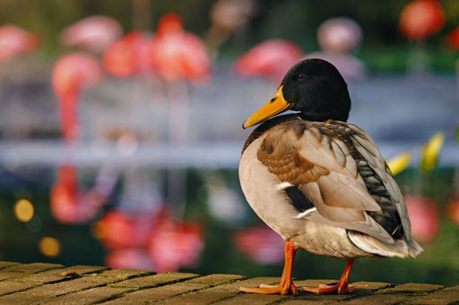 Close-up of a mallard duck standing on a path with blurred flamingos in the background, captured in a sunny park setting.