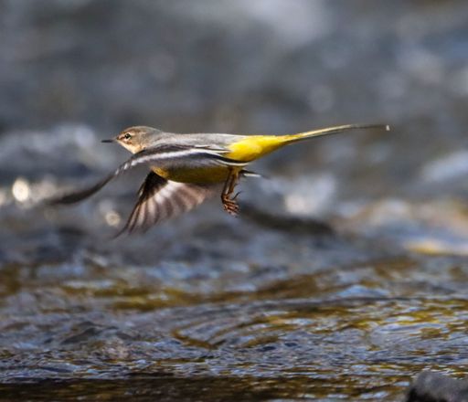 A graceful yellow wagtail in mid-flight over a shimmering river, capturing the beauty of nature in motion.