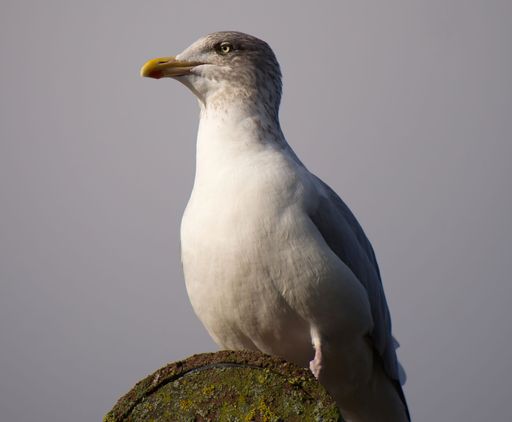 Young herring gull perched on roof top, with grey overcast sky beyond