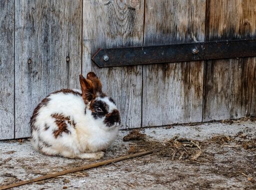 A close shot of a rabbit sitting near a wooden door