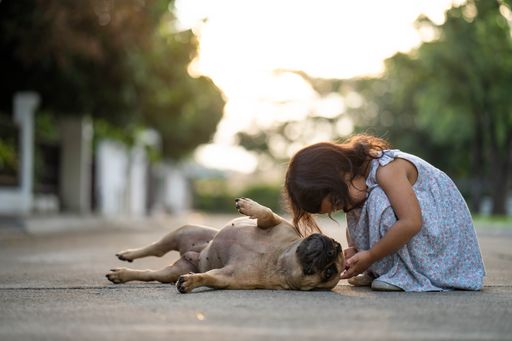 A small Asian female child playing with her french bulldog pet