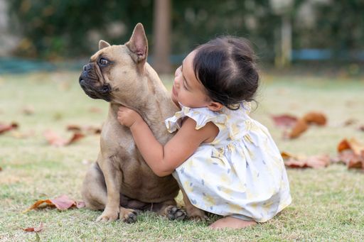 A closeup shot of a Southeast Asian girl playing with french bulldog in a park
