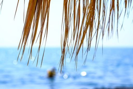 A closeup shot of long yellow leaves with a blurred sea in the background