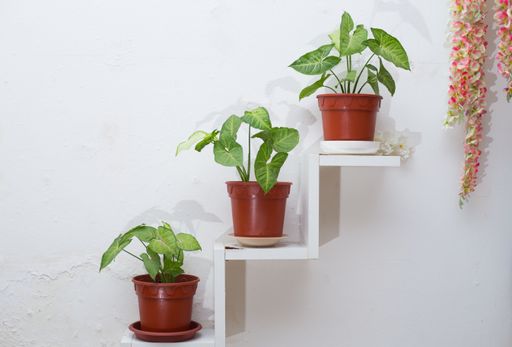 A three-story wall stand with beautiful domestic plants in pots against white wall background
