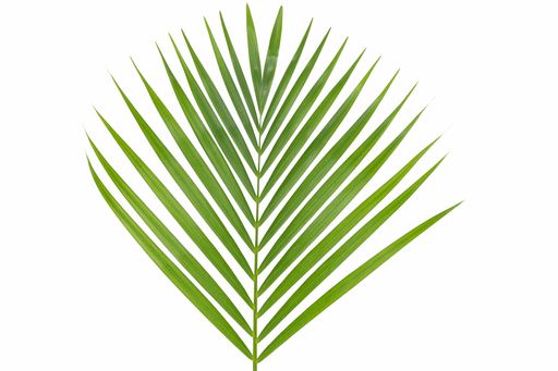 A top view of a plant with long leaves on a white background