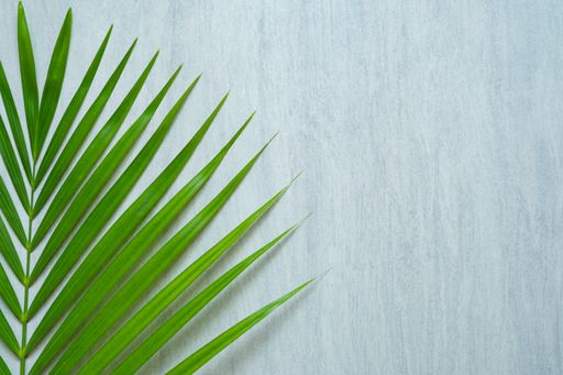 A top view of a green leaf of the palm tree on a wooden surface
