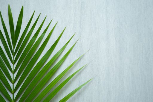 A top view of a plant with long leaves on a white textured background