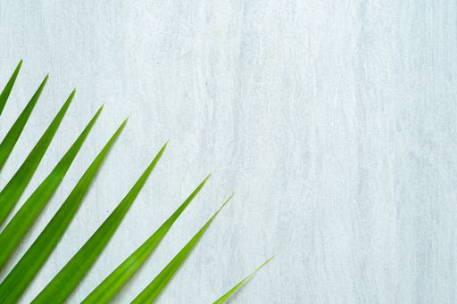 A top view of a plant with long leaves on a white textured background
