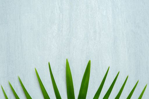 The summer background with green palm leaves.