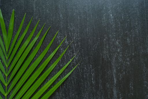 A closeup shot of green palm tree leaves fragment on an isolated gray background