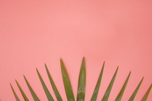 A top view of a plant with long leaves on a pink background