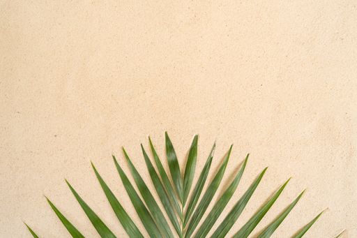 The summer background with green palm leaves.