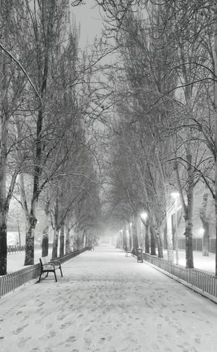 A vertical shot of a walkway surrounded by trees covered in the snow in a park