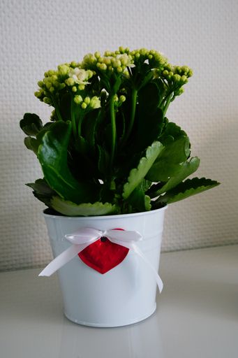 A vertical closeup shot of beautiful valley lilies in a white pot