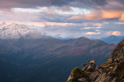 Autumn landscape view of two chamois standing on a rock formation at sunrise with mountains in the background
