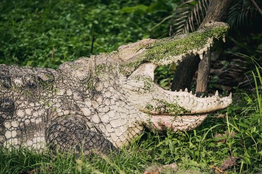 A closeup of a crocodile in green nature