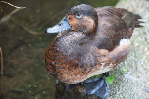 A closeup of the Madagascar pochard near the pond.
