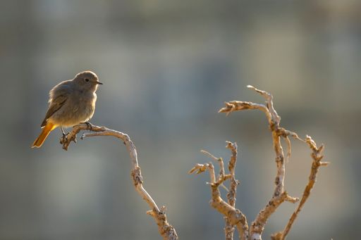 A closeup shot of a common redstart  perched on a tree branch