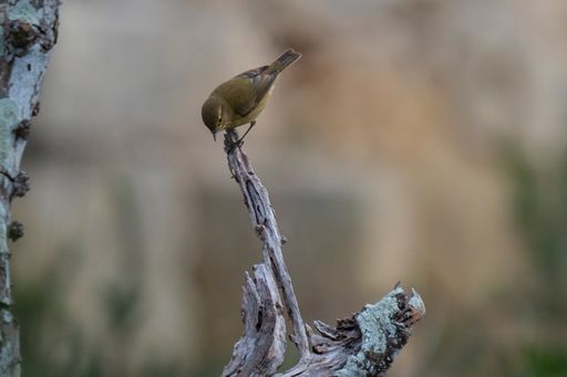 A closeup shot of a common redstart  perched on a tree branch