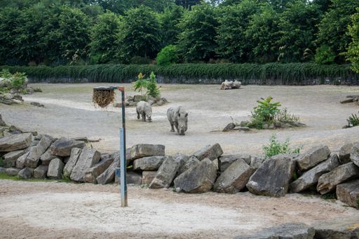 A scenic view of rhinoceros in a zoo at daytime