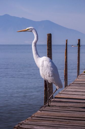 A lonely stork standing on a wooden stage by the lake