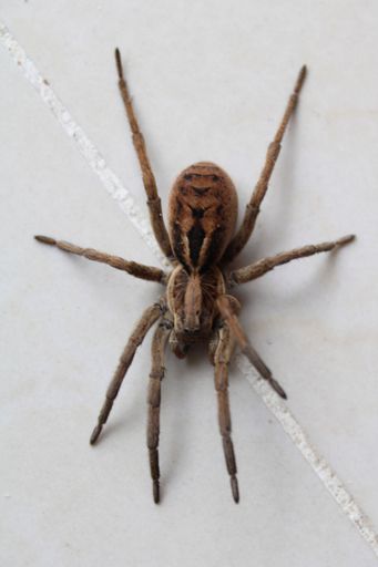 A closeup shot of a Lycosa tarantula on a white wall