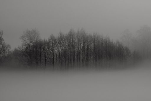 A grayscale shot of leafless trees surrounded by fog - the concept of horror