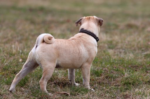 An Akita Inu breed dog playing outdoors