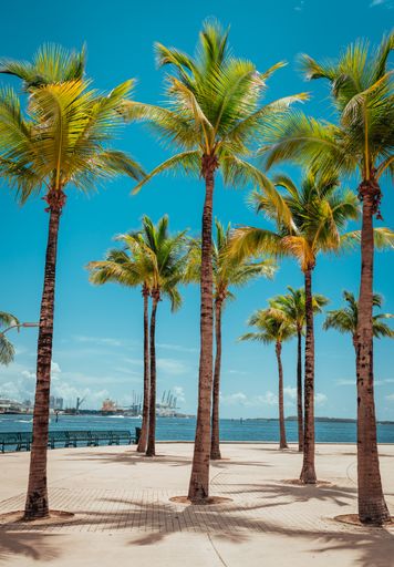 A vertical shot of palm trees on the beach on a blue sky background
