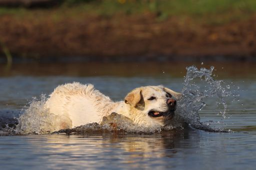 A closeup shot of white labrador swimming in the river