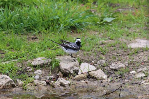 A closeip shot of white wagtail perched on a stone next to a river