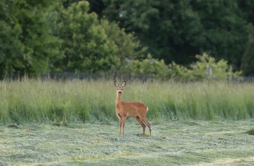 A scenic view of deer on a greenfield background