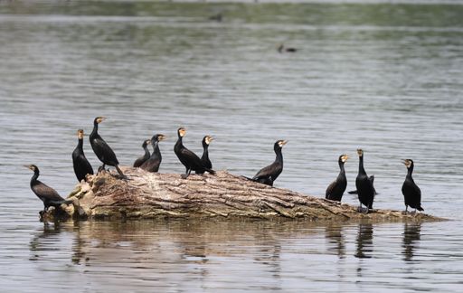 A flock of cormorants perched on an old tree branch above the water