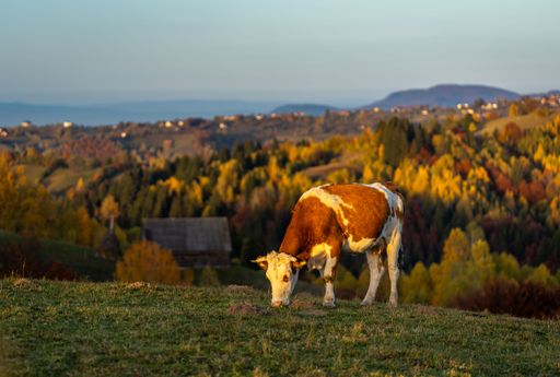 A cow grazing on a hill with a scenic autumn landscape in the background, showcasing vibrant fall foliage and distant mountains.