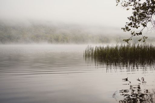Serene misty lake scene with reeds and trees reflected on calm water, creating a tranquil atmosphere.