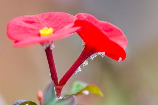 A colony of cochineals on a flower, small pest insects